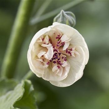 Alcea suffrutescens 'Parkallee'