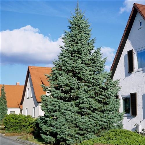 Abies concolor