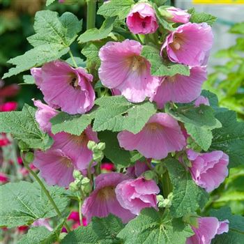 Alcea_rosea_HRM_Q2.jpg