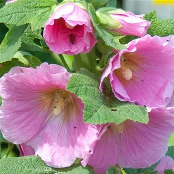 Alcea_rosea_HRM_Q1.jpg