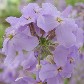 Hesperis_matronalis_WI_Q1.jpg