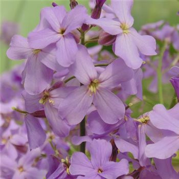 Hesperis_matronalis_WI_Q3.jpg