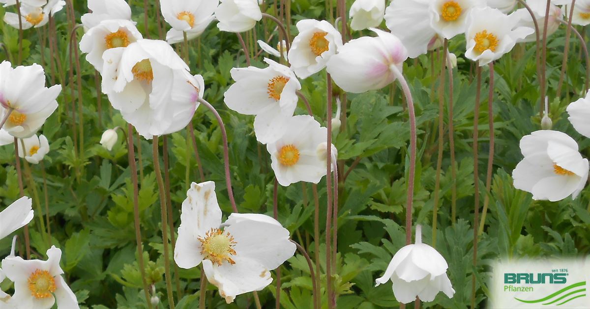 Anemone sylvestris, Hain-Anemone, Groes Windrschen von Bruns Pflanzen