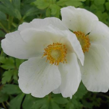 Anemone_sylvestris_WI_Q1.jpg