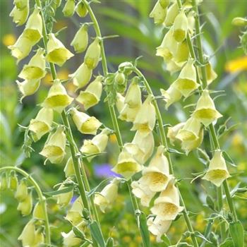 Digitalis_lutea_HRM_Q1.jpg