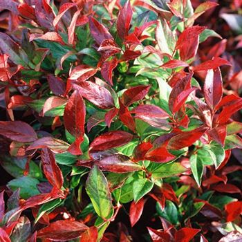 Leucothoe_Scarletta_2003_2037.jpg