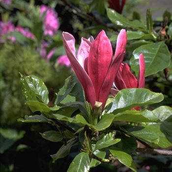 Magnolia_liliiflora_Nigra_1999_2542.jpg