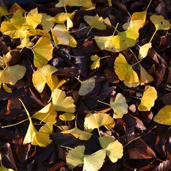 Ginkgo_biloba_Blatt.JPG