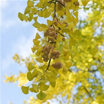 Ginkgo_biloba_2006_7470_q.jpg