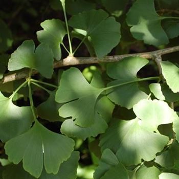 Ginkgo_biloba_GR_R1.JPG