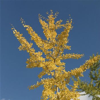 Ginkgo_biloba_2006_7464_q.jpg