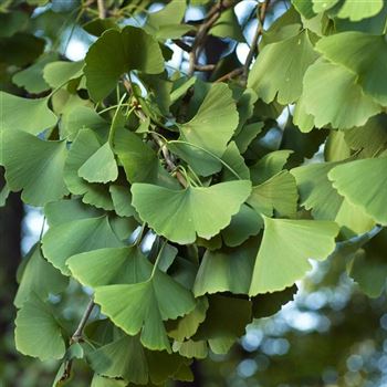 Ginkgo_biloba_2006_5669_q.jpg