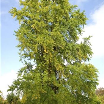 Ginkgo_biloba_2007_8578_q.jpg