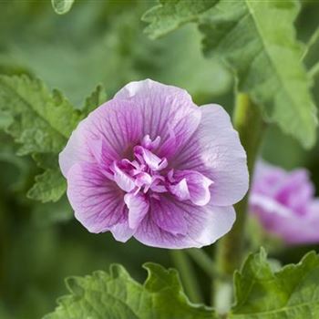 Alcea suffrutescens 'Parkrondell'