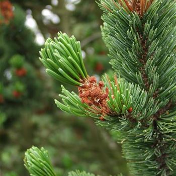 Pinus_aristata_2005_3712.jpg