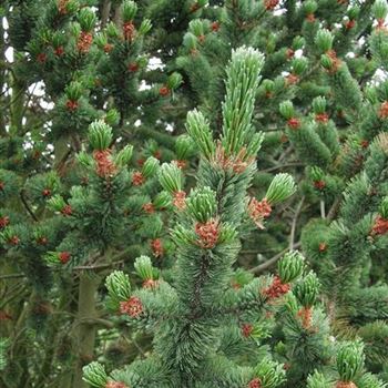 Pinus_aristata_2005_3711.jpg