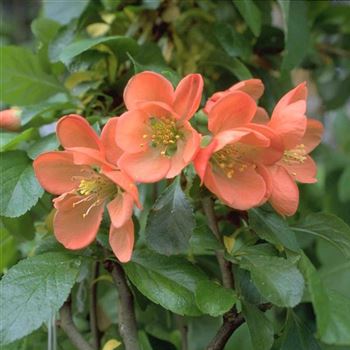 Chaenomeles_japonica_Cido_1999_2778.jpg