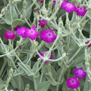 Lychnis_coronaria_HRM_Q1.jpg