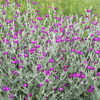 Lychnis_coronaria_HRM_Q2.jpg