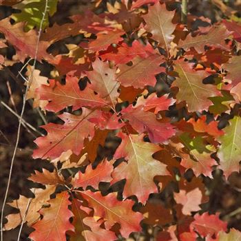 Quercus_rubra_2006_7345.jpg