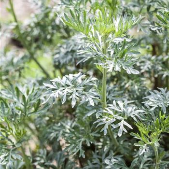 Artemisia absinthium