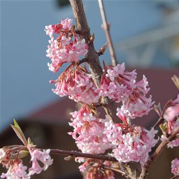 Viburnum_bodnantense_Dawn_2008_0321.jpg