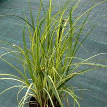 Carex_riparia.jpg