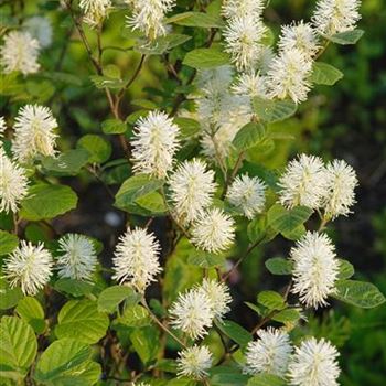 Fothergilla_major_2009_1971.jpg