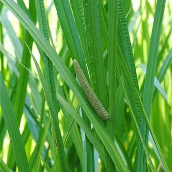 Acorus calamus