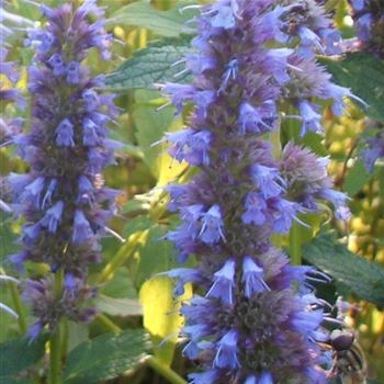 Agastache_Blue_Fortune_WI_Q1.jpg