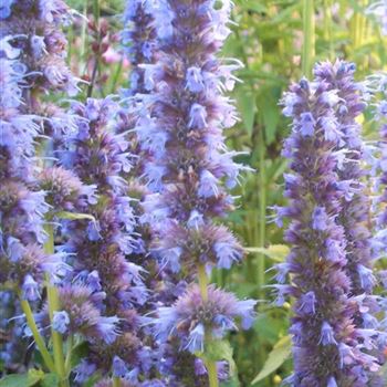 Agastache_Blue_Fortune_WI_Q2.jpg