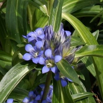 Gentiana_cruciata_HRM_Q1.jpg