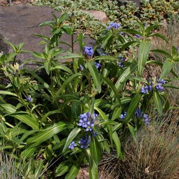 Gentiana_cruciata_HRM_Q2.jpg