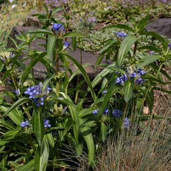 Gentiana_cruciata_HRM_Q4.jpg