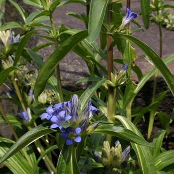 Gentiana_cruciata_HRM_R3.jpg