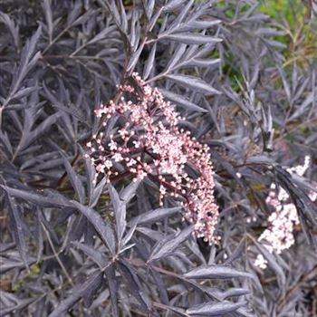 Sambucus_nigra_Black_Lace_2.JPG