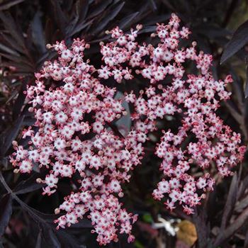 Sambucus_nigra_Black_Lace.JPG