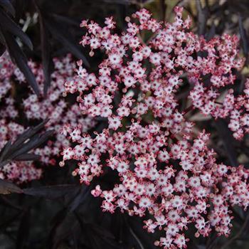 Sambucus_nigra_Black_Lace_1.JPG