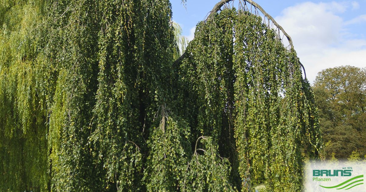 Fagus sylvatica 'Pendula', Hnge-Buche von Bruns Pflanzen