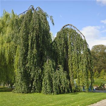 Fagus_sylvatica_Pendula_2009_6390.jpg