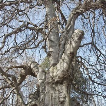 Fagus_sylvatica_Pendula_2008_0319.jpg