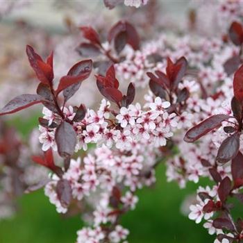 Prunus_cistena_2008_1801.jpg