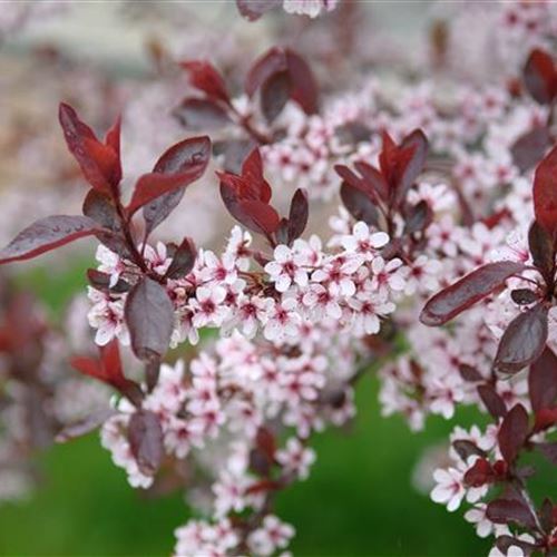 Prunus cistena