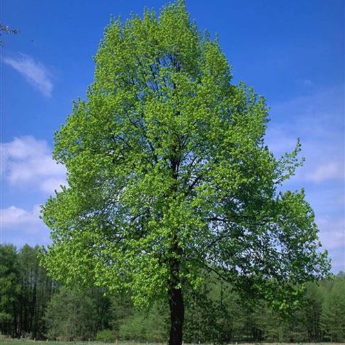 Tilia intermedia