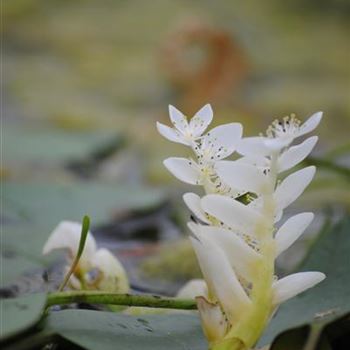 Aponogeton distachyos