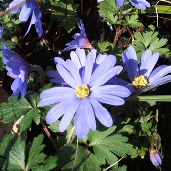 Anemone_blanda_WI_Q1.jpg