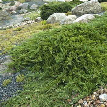 Juniperus_sabina_Tamariscifolia_2009_6747_q.jpg