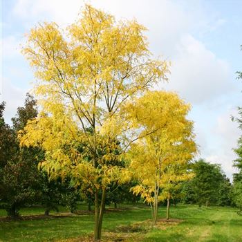 GTR_Sol_4xv_mst_200_300x500_600_Herbstlaub_OH_FI1053_08_10_04_6553.jpg