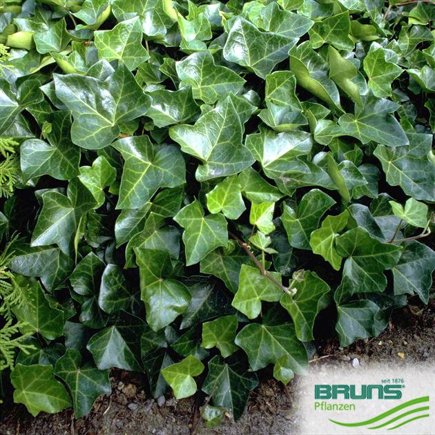 monstera 130 cm XXL Monstera mit Stab bestellen – Green Me Up