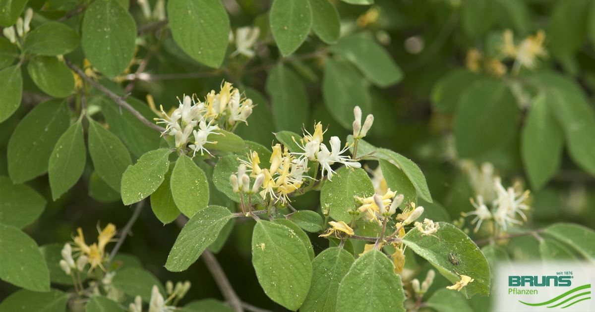 Lonicera xylosteum, Gewhnliche Heckenkirsche, Rote Heckenkirsche, Beinholz  von Bruns Pflanzen